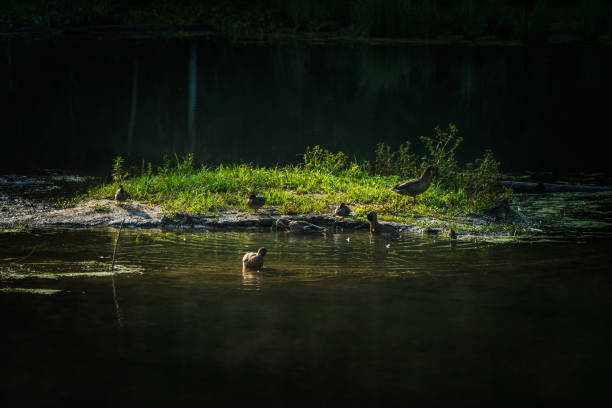 Ducks on the lake in misty morning. Selective focus.