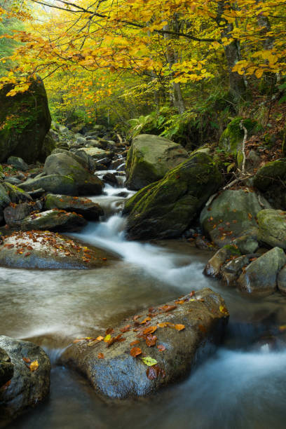 istock Waterfall flowing through rocks in a deep forest, autumn landscape 1183407859