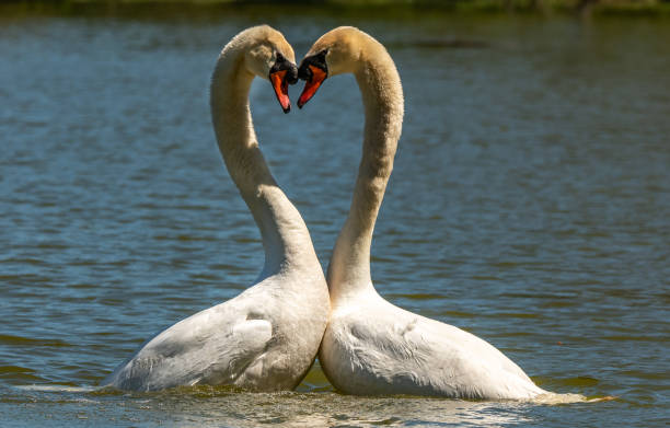 istock Mute Swans Forming Iconic Heart Shape 1183408619
