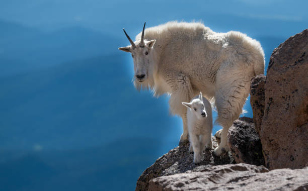 una madre de cabra de montaña y cría en las montañas rocosas - animal joven fotografías e imágenes de stock