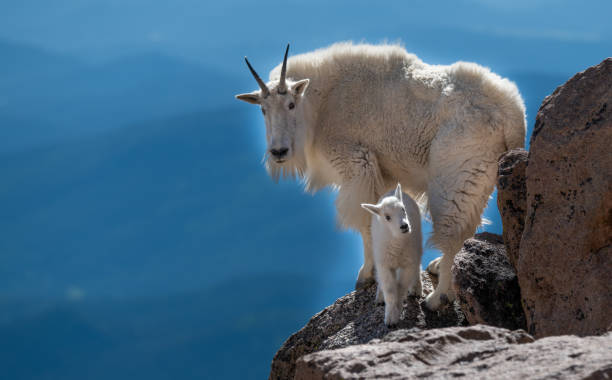 A Mountain Goat Mother and Baby Offspring in the Rocky Mountains A Mountain Goat and Her Kid Trekking Through the Mountains young animal stock pictures, royalty-free photos & images