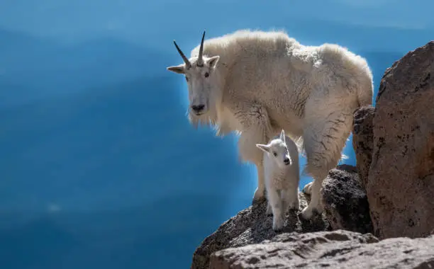 Photo of A Mountain Goat Mother and Baby Offspring in the Rocky Mountains