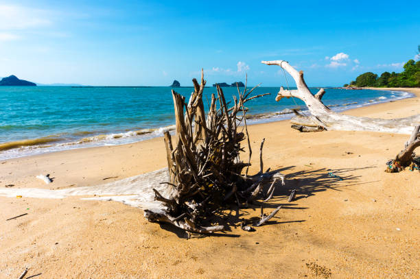 istock Fallen Tree on beach, Driftwood Beach on island in Indian ocean 1183410061