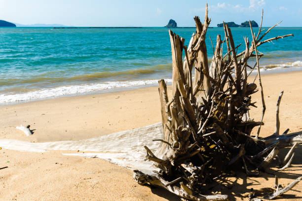 istock Tree trunk or driftwood on the tropical beach on island in ocean 1183410083