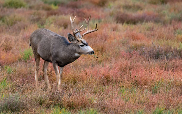 istock A Large Mule Deer Buck on a Winter Morning 1183411067