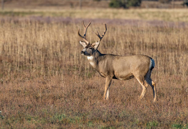 istock A Large Mule Deer Buck on the Plains 1183411198