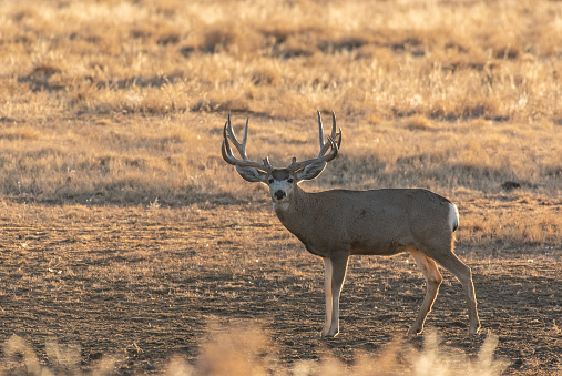 a buck whitetail deer during the rut in autumn in Colorado