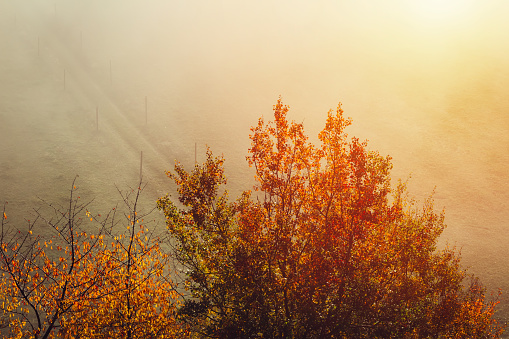 Aerial view to autumn foliage trees with misty fog and path on meadow, Czech landscape, colored photo