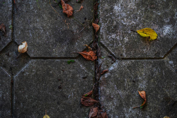 istock old dark paving slabs with autumn leaves, texture 1183412341