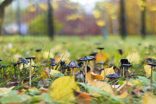 toadstool mushrooms growing in the meadow, bright juicy colors of autumn, autumn composition.