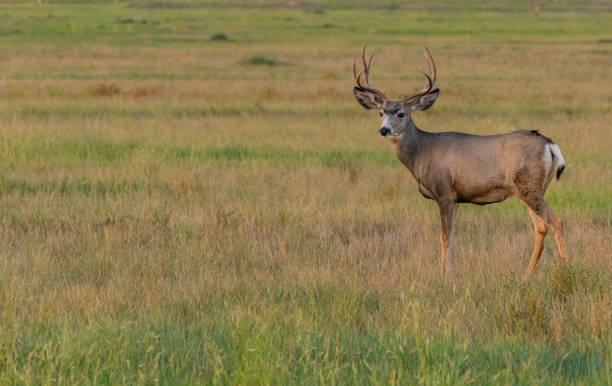 istock A Large Mule Deer Buck on the Plains 1183412792