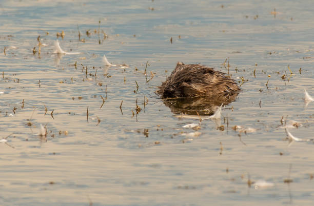 istock A Muskrat Swimming in a Pond 1183412916