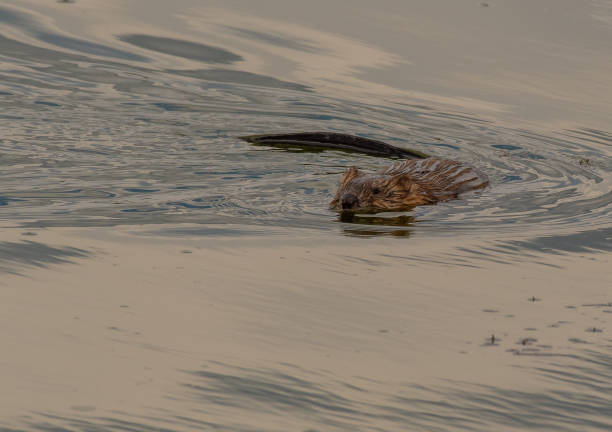 istock A Muskrat Swimming in a Pond 1183412949