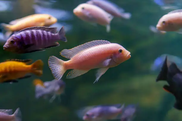 Underwater photo of school of beautiful colorful cichlid fish in Malawi lake, Africa.