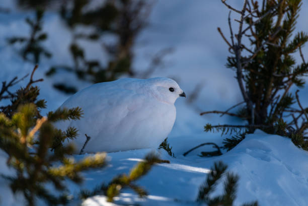 istock A White-tailed Ptarmigan Hiding in Plain Sight 1183415440