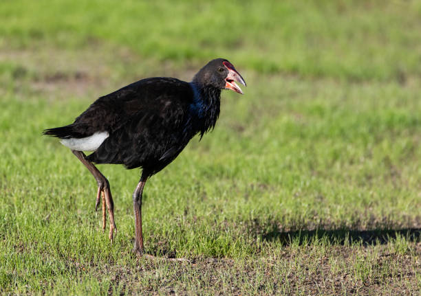 istock A Pukeko Bird Foraging for Food in a Pasture 1183417134