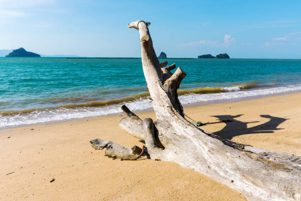 istock Skeletal braided tree trunk on the Black sand beach on Langkawi 1183418147