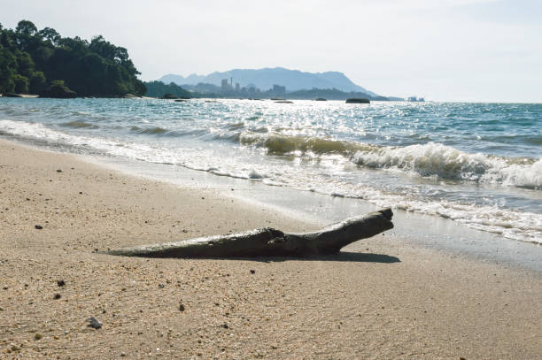 istock Tree trunk against sun on a sand beach on tropical island in ocean 1183418164