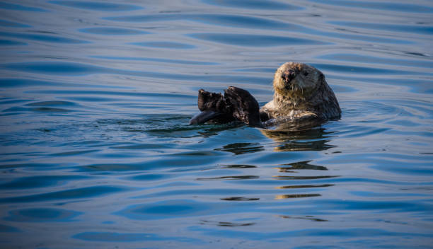 istock Sea Otter floating n cool blue water 1183418382