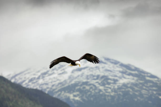 istock Bald Eagle Haliaeetus leucocephalus Flying Hunting 1183420385