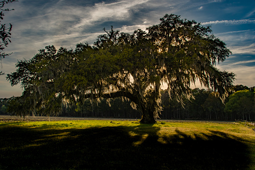 A Beautiful Oak Tree Silhouette