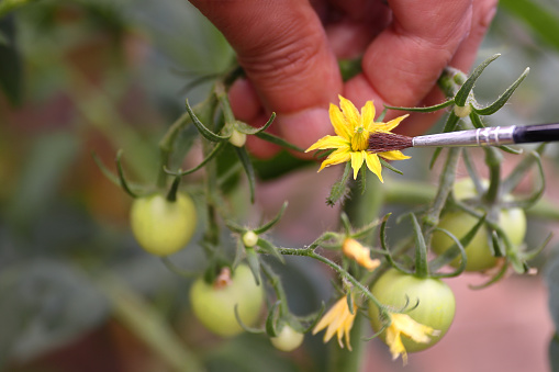 POLLINATING A YELLOW TOMATO FLOWER WITH A BRUSH ON A PLANT WITH SMALL TOMATOES