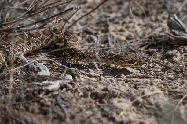 istock A Prairie Rattlesnake Close Up 1183423037