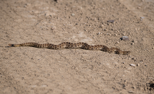 A Prairie Rattlesnake Using the Absorbed Heat from the Dirt Road to Warm Itself