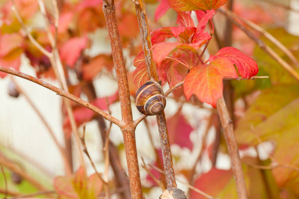 Snail in macro scale on a branch on a background of bright red and yellow leaves