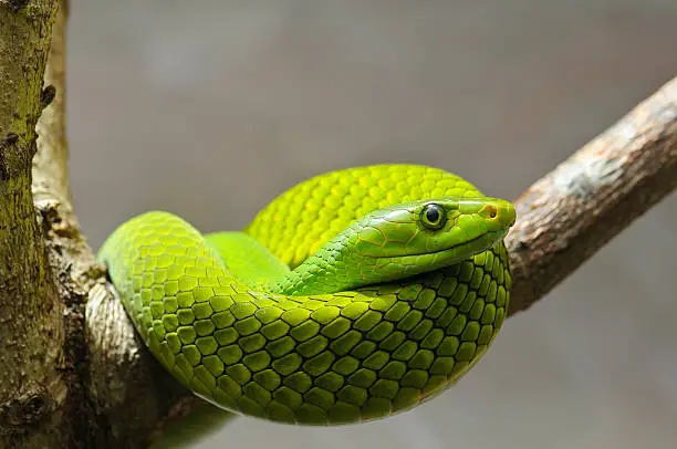 Photo of Eastern green mamba on a branch