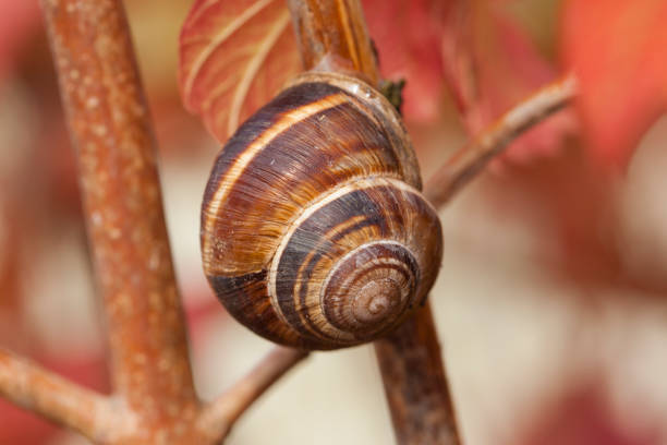 istock Snail in macro scale on a branch 1183423640