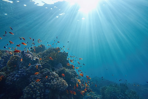 Life-giving sunlight underwater. Sun beams shinning underwater on the tropical coral reef. Ecosystem and environment conservation concept.