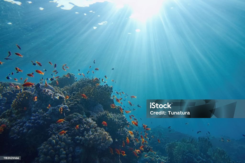 Life-giving sunlight underwater. Sun beams shinning underwater on the tropical coral reef. Ecosystem and environment conservatio Life-giving sunlight underwater. Sun beams shinning underwater on the tropical coral reef. Ecosystem and environment conservation concept. Sea Stock Photo
