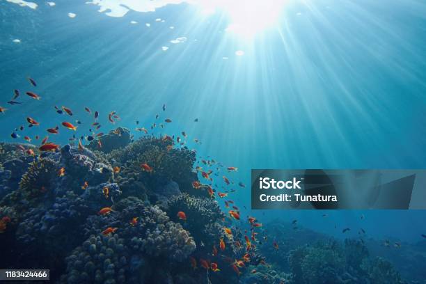 Lifegiving Sunlight Underwater Sun Beams Shinning Underwater On The Tropical Coral Reef Ecosystem And Environment Conservatio Stock Photo - Download Image Now