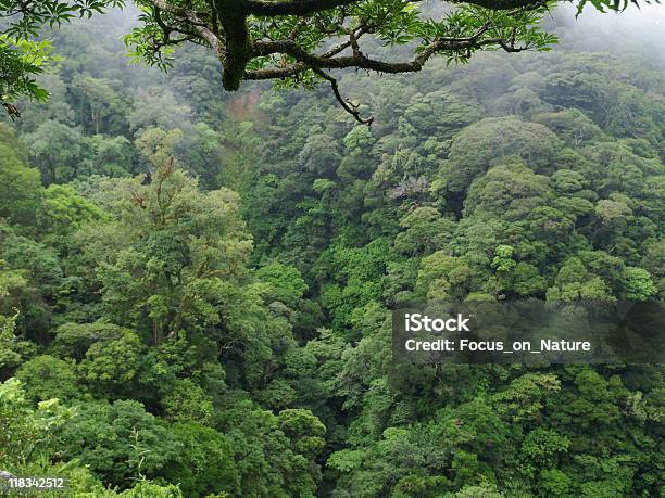 Jungle Desde Arriba Foto de stock y más banco de imágenes de Boscaje - Boscaje, Bosque, Bosque nuboso Monteverde
