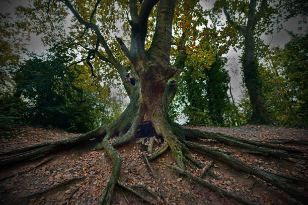arbre creux effrayant - glade forest oak tree tree photos et images de collection