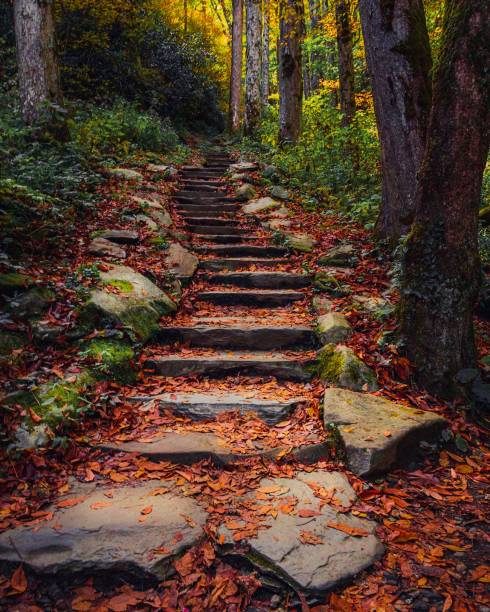 grandes montañas humeantes - great smoky mountains great smoky mountains national park leaf autumn fotografías e imágenes de stock