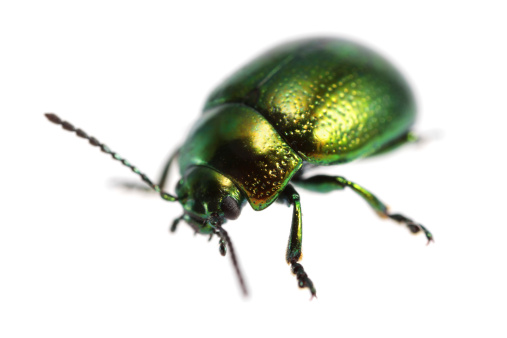 Close-up Scarab beetle green little bug