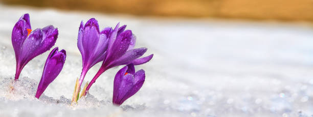 crochi - fiori viola in fiore che si fanno strada da sotto la neve all'inizio della primavera - snow crocus flower spring foto e immagini stock