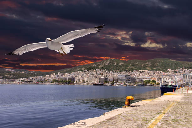 istock Kavala cityscape, foreground seagull and dramatic sky over sea and harbor 1183428482