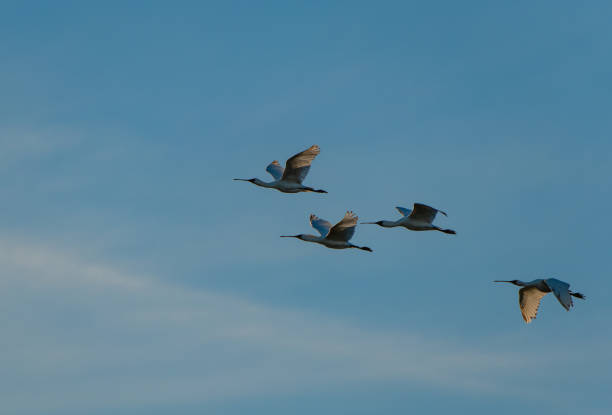 istock Small Flock of Royal Spoonbills in Flight 1183428691