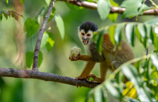 istock An Adorable Red-backed Squirrel Monkey in Costa Rica 1183430154