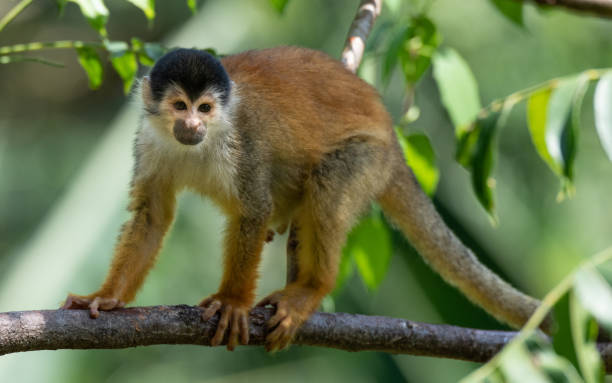 istock An Adorable Red-backed Squirrel Monkey in Costa Rica 1183430156