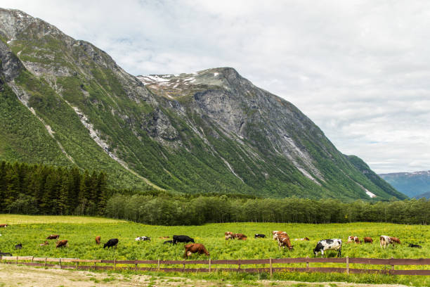 istock Resting cows at a mountain pasture in Norway countryside 1183430484