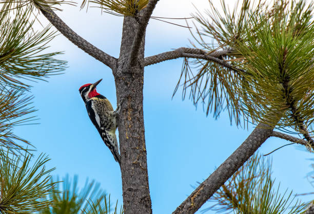 A Red-naped Sapsucker Foraging for Food in an Evergreen Tree