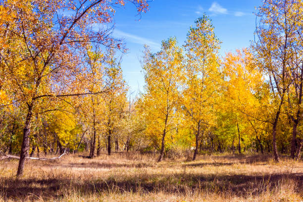 istock autumn forest nature landscape Sunny day 1183432882