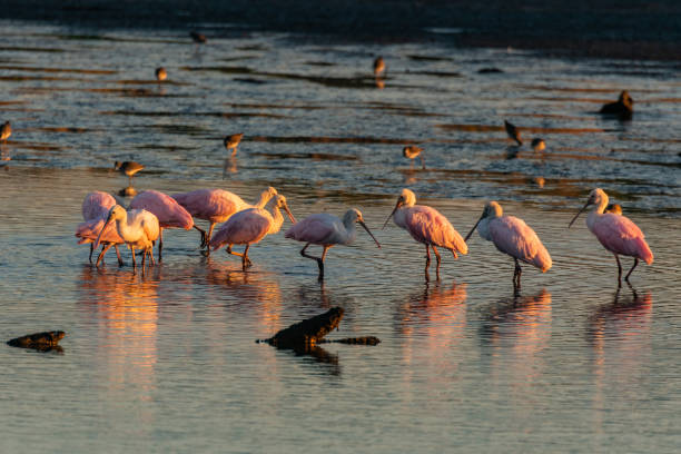 istock Beautiful Roseate Spoonbills on a Warm Morning 1183432891