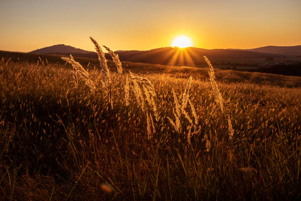 istock Sun setting over beautiful golden rolling hills 1183434226
