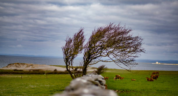 Stone wall along the burren, county Clare, Ireland.