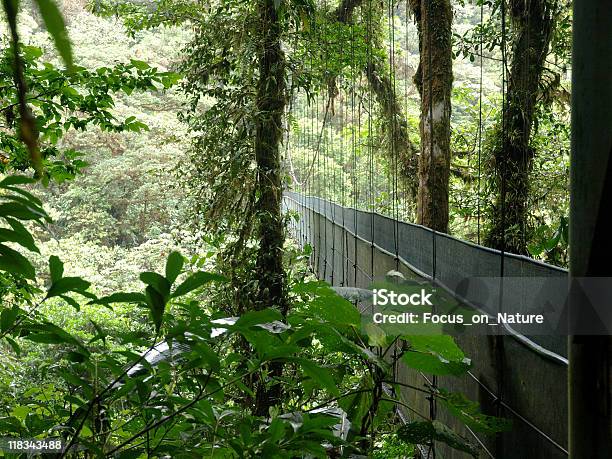 Ponte Hanging - Fotografie stock e altre immagini di Albero - Albero, Ambientazione esterna, Avventura